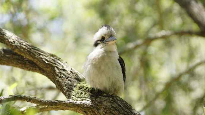 澳洲拍鸟鈥斺敿樾Υ