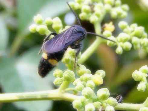 十大喜食蜂蜜动物：胡蜂