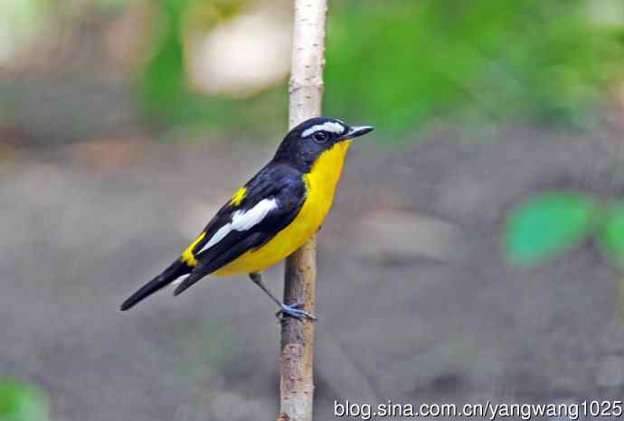 雄性白眉姬鹟（5）