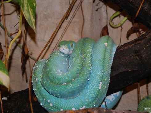 龙：传说的兽原型探秘（树蟒类）