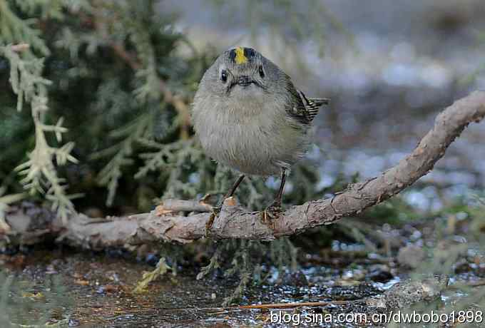 戴菊迎春 戴菊迎春