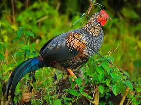 凤凰：传说的鸟原型探秘（原鸡）