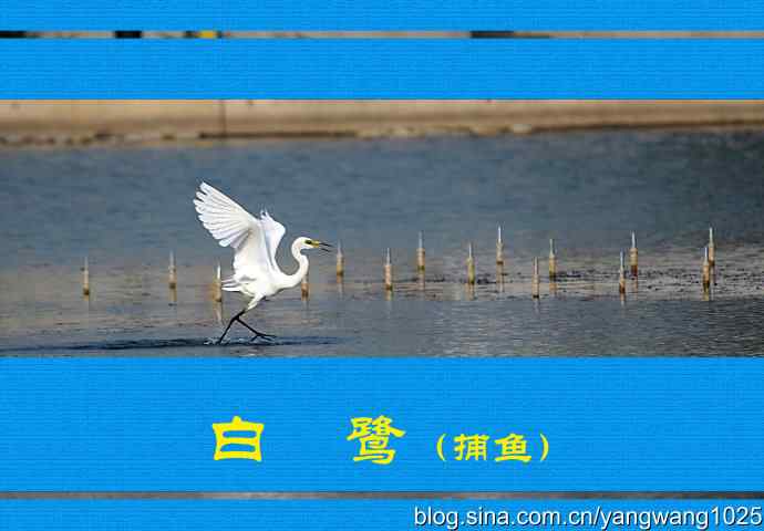 白鹭（捕鱼）