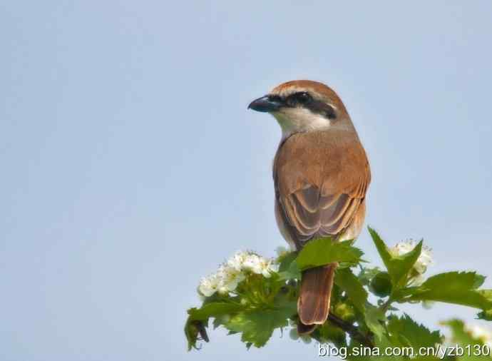 北疆鈥溗拇蟛外澥掌淙ㄗ橥迹8张图片）