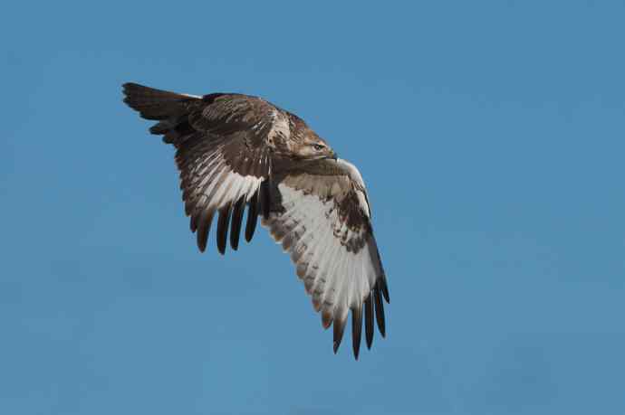 大鵟起飞 大鵟起飞