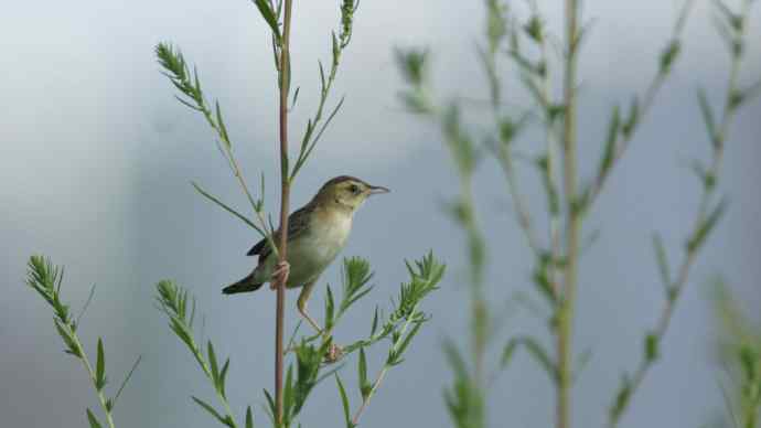 鸟荒时节的新宠 鸟荒时节的新宠