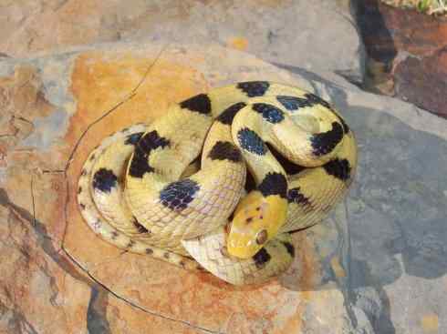 龙:传说的兽原型探秘(游蛇类) 龙:传说的兽原型探秘(游蛇类)