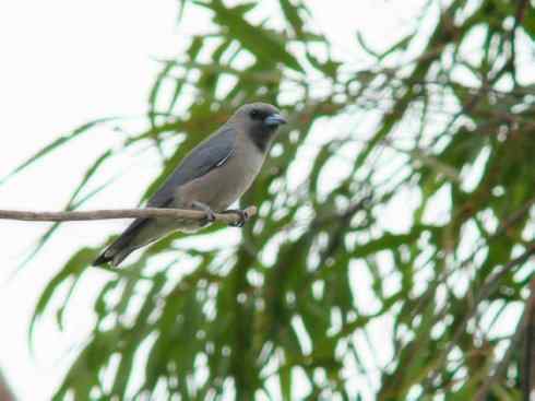 雀鸟也彪悍：空中精灵(燕鵙科)