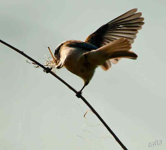 盘锦湿地 wbr路 wbr中华攀雀 盘锦湿地 wbr路 wbr中华攀雀