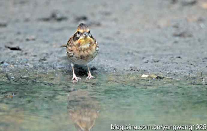 雌性黄喉鹀（10）