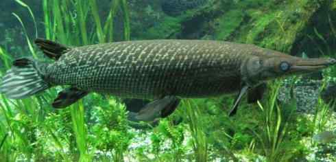 鱼类活化石：鳄雀鳝