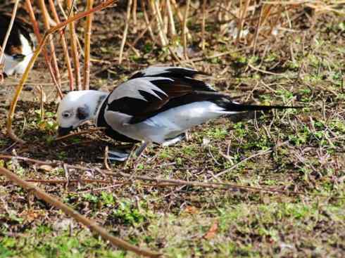 雁鸭之最之三 雁鸭之最之三