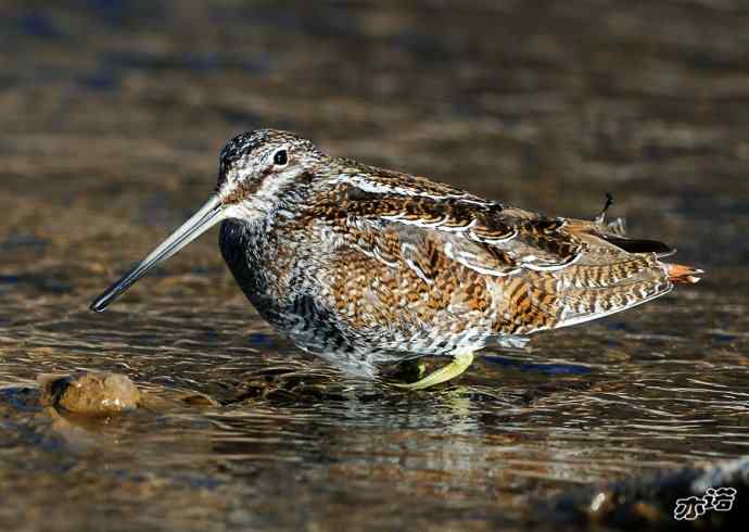 白河峡谷拍鸟——孤沙锥(沐浴梳羽版)