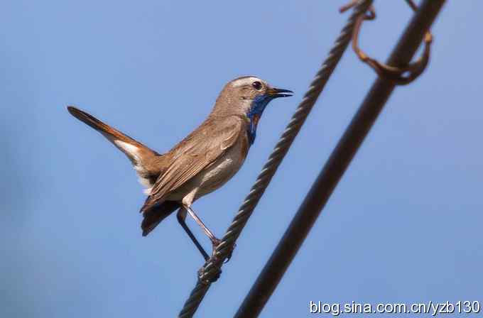 精神抖擞蓝点颏（组图，10张图片）