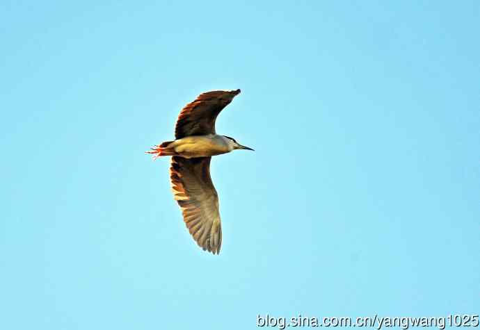 北京动物园的鸟类——飞（夜鹭）83