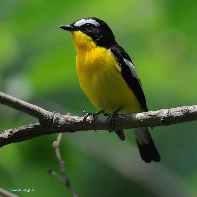 再拍:白眉.紫背和黄鹂 再拍:白眉.紫背和黄鹂