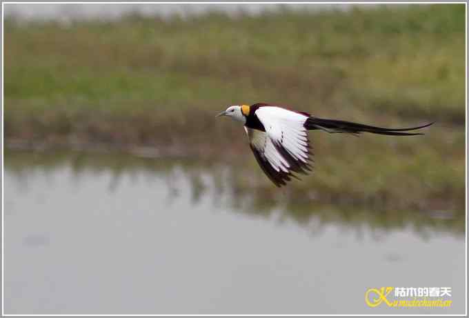 记录鈥溗翕潯菊掌