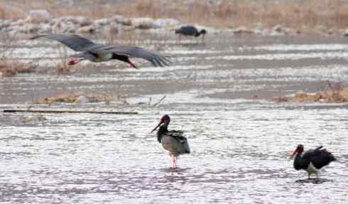 五百分之八的黑鹳