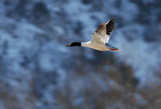 白河峡谷三月雪