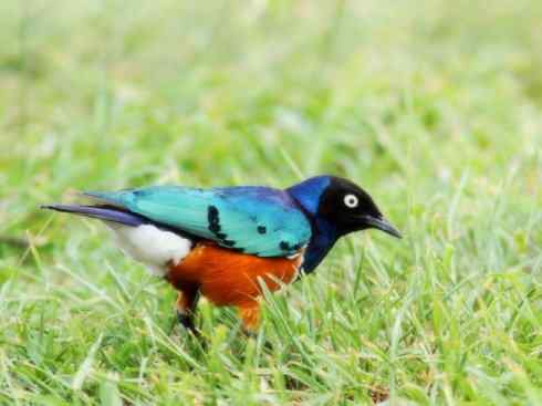 美丽无罪：雀鸟之辉椋鸟