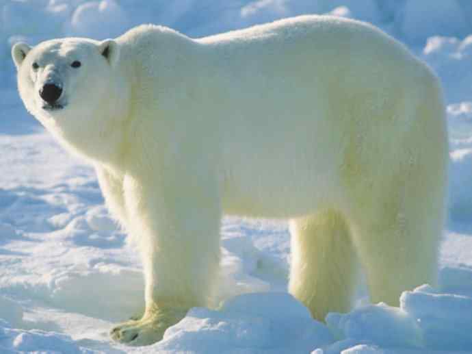 犬科：狐亚科之北极狐（雪鸮、雷鸟）