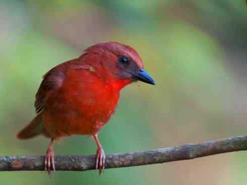 极品红色鸟类:玫红比蓝雀 极品红色鸟类:玫红比蓝雀