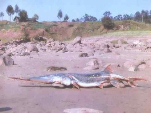 鱼类活化石：匙吻鲟科