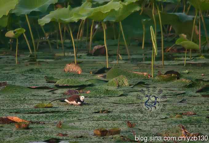 凌波仙子鈥斺斘业拿沃星槿耍ㄗ橥迹22张图片）