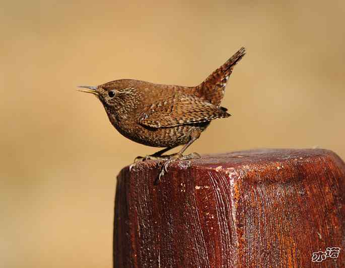 北京植物园&nbsp;wbr路&nbsp;wbr鹪（jiao）鹩（liao）