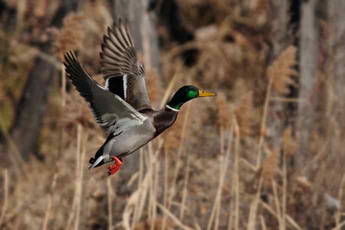 【新鸟】游白河 wbr初识长尾鸭 【新鸟】游白河 wbr初识长尾鸭