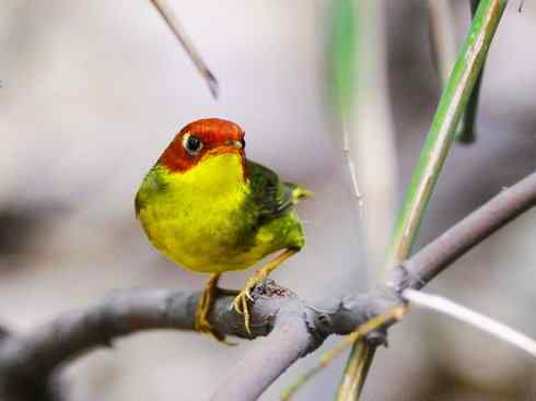 美丽无罪：雀鸟之地莺