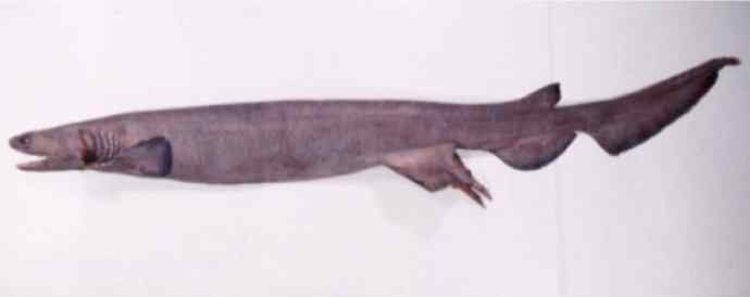 鱼类活化石：皱鳃鲨