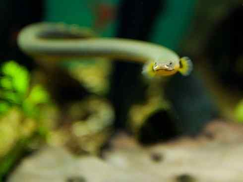 鱼类活化石:多鳍鱼 鱼类活化石:多鳍鱼