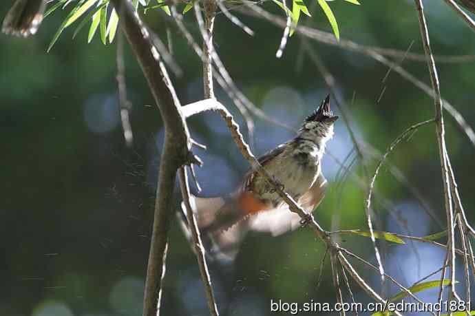 穷人大炮-量力而为之打鸟作乐
