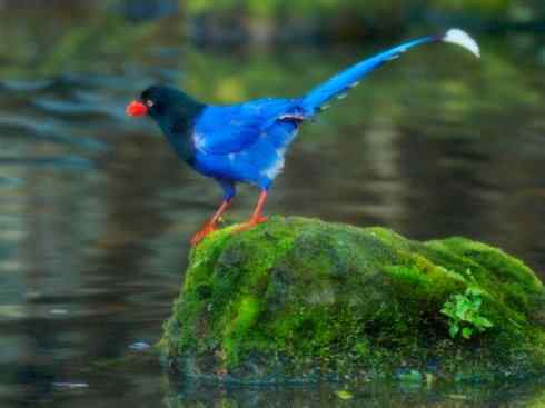 美丽无罪：雀鸟之绿鹊