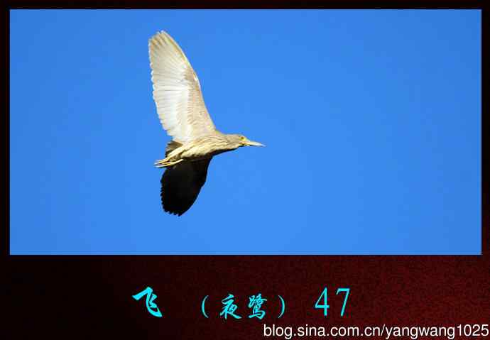 北京动物园的鸟类——飞（夜鹭）47
