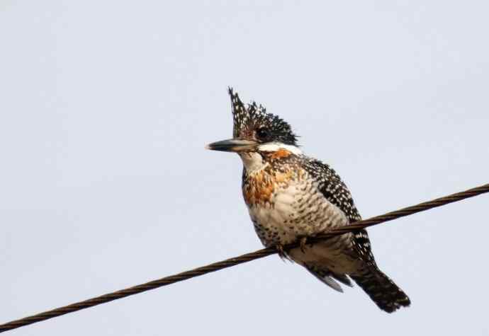 【电线版】冠鱼狗