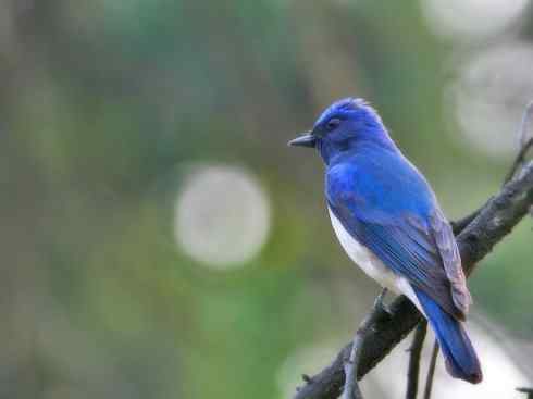 美丽无罪：雀鸟之姬鹟