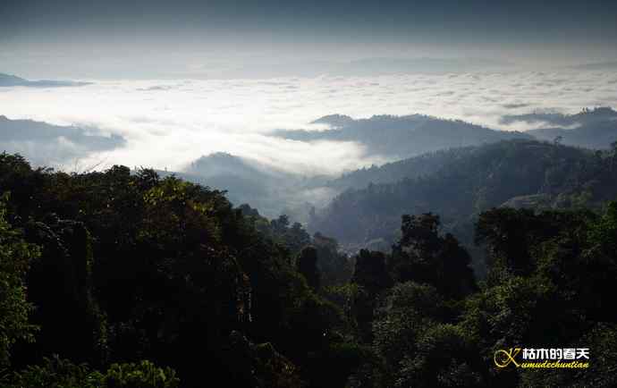 棕颈凤鹛&bull;橙胸【姬】鹟&bull;黑翅雀鹎