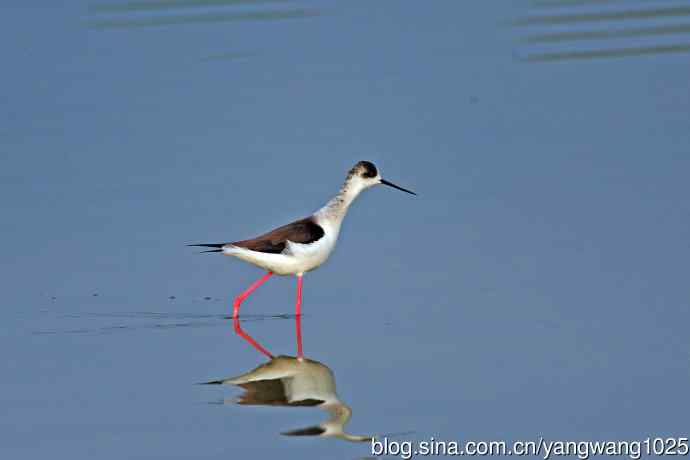 黑翅长脚鹬（2）