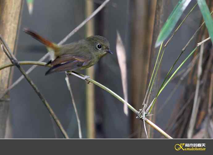 近期记录的杂鸟几片【实拍】