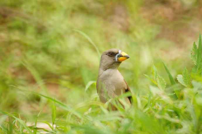 蜡嘴MM滴大头像