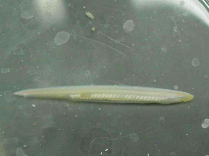 鱼类活化石:盲鳗 鱼类活化石:盲鳗