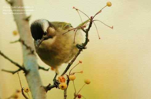 油画布风格的菜鸟白头鹎