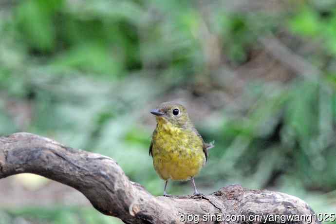 雌性绿背姬鶲（15）