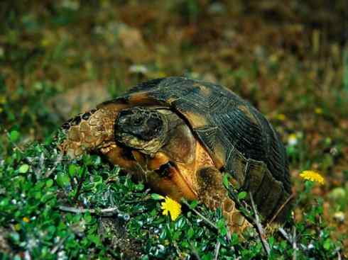 玄武：传说的兽原型探秘（象龟）