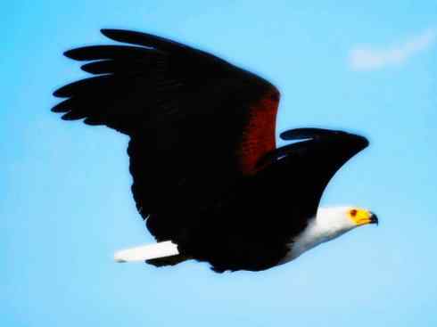 白头鸟系列:另类的美丽(吼海雕) 白头鸟系列:另类的美丽(吼海雕)