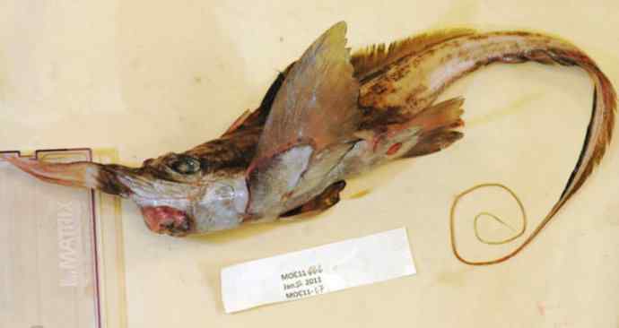 鱼类活化石：长吻银鲛