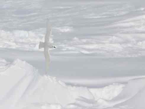 奇特的盔：雪海燕