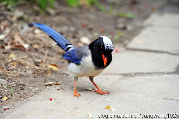 红嘴蓝鹊（4）